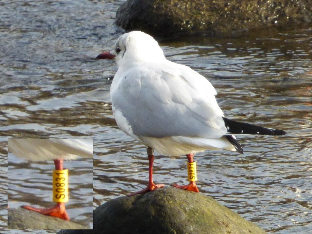 Gabbiano comune (Chroicocephalus ridibundus) inanellato